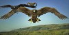 birdemic 2 top.JPG